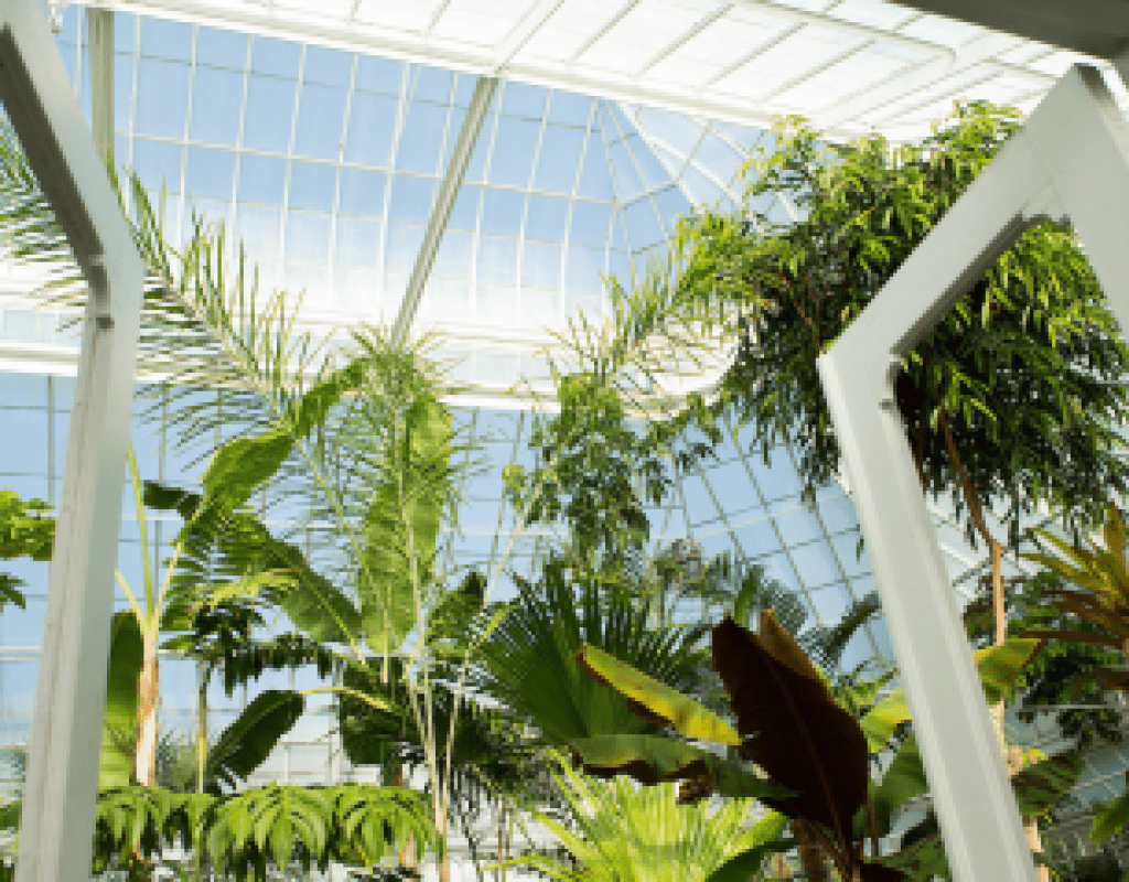 The view as you walk through the doors of Talcott Greenhouse