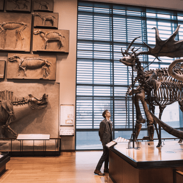 A patron viewing large animal skeletons at the Beneski Museum of Natural History at Amherst College