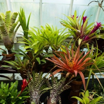 A collection of plants in the Talcott Greenhouse