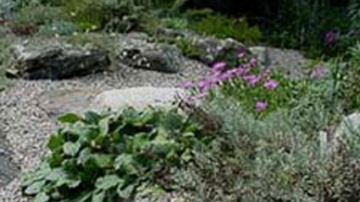 Photo of alpine plants in the sunny front of the Drue Matthews garden