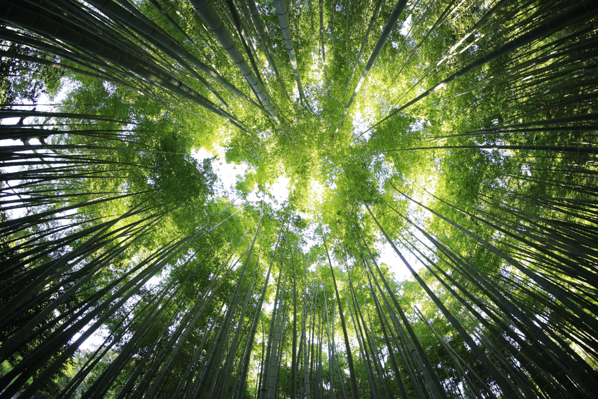 Tall trees in a forest, as soon from the ground