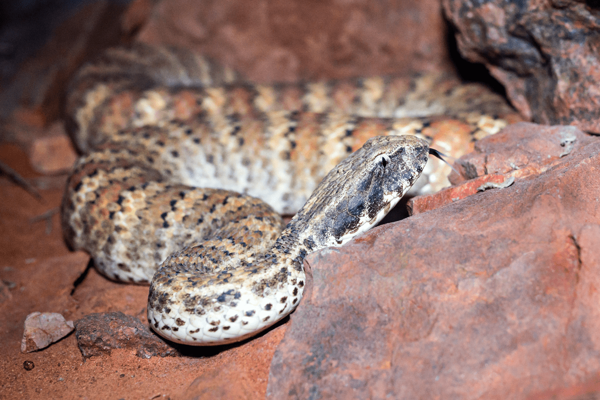 The common death adder, native to Australia.