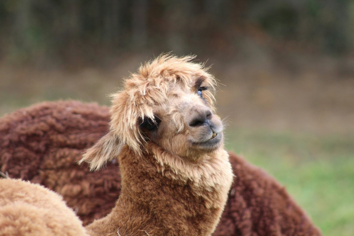 Alpaca sex is even weirder than you think Mount Holyoke College 