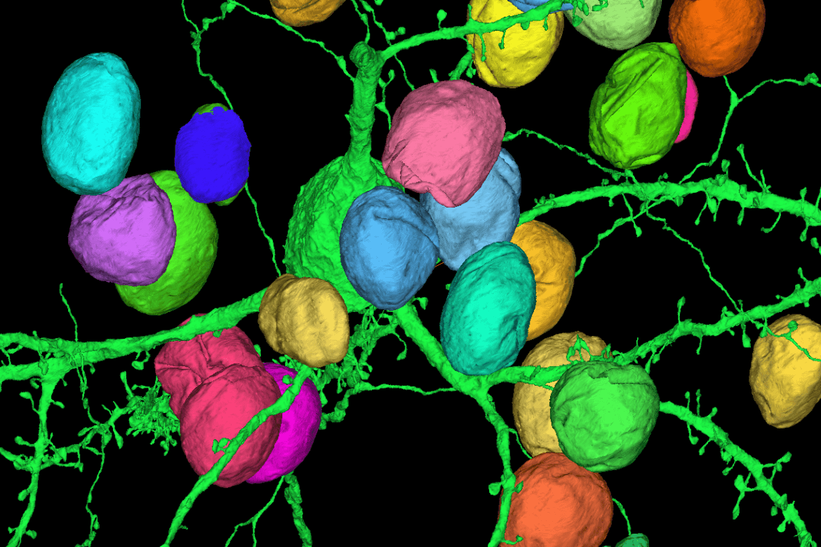 3d rendering of nuclei.