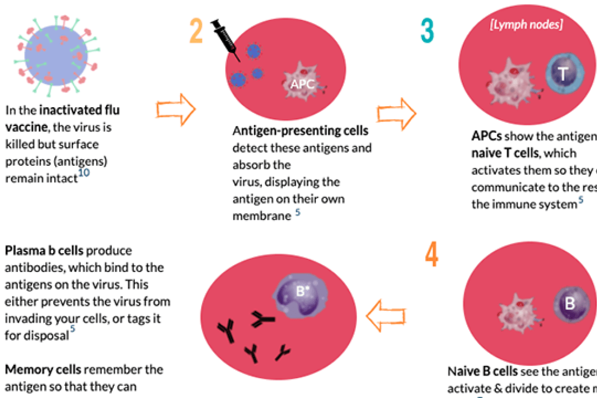 Caitlin Lewis ’21 designed an infographic encouraging Hadley residents to get vaccinated against influenza. The full poster is linked in the body of the article.