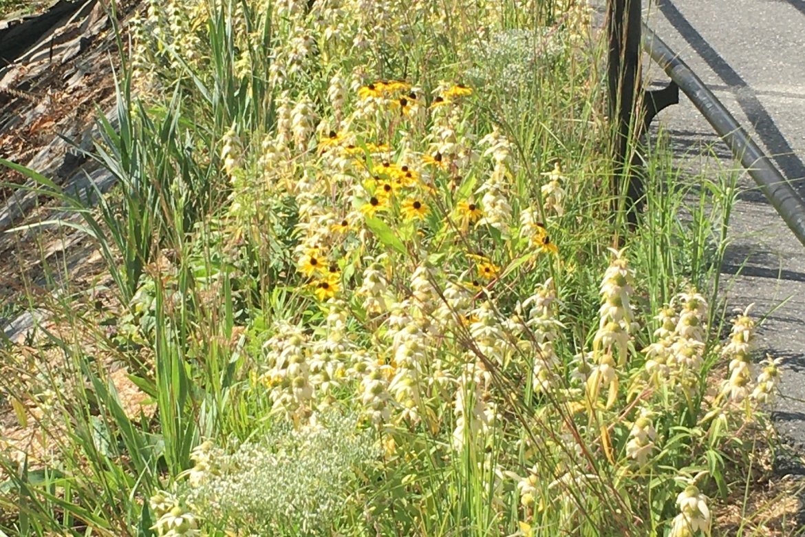 The Botanic Garden has completed work on a new pollinator garden on the Mount Holyoke College campus.