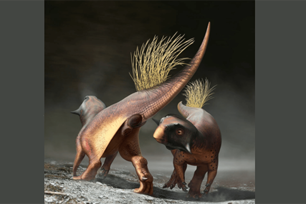 A reconstruction of Psittacosaurus showing how the cloacal vent might have been used for signaling during courtship. Photo credit: Bob Nicholls/Paleocreations.com 2020 via The New York Times.