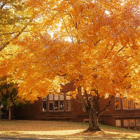 Mount Holyoke College campus - an tree with bright orange leaves - fall 2024. Photo by Max Wilhelm.