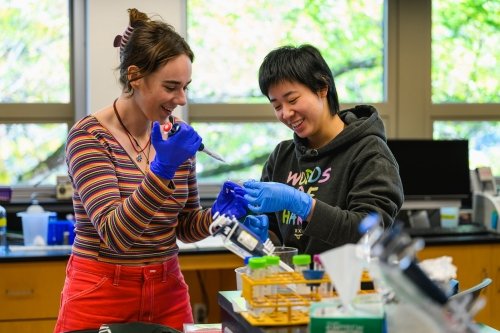 Students in the eukaryotic molecular genetics lab at Mount Holyoke College, October 17, 2024. Photo by Max Wilhelm.