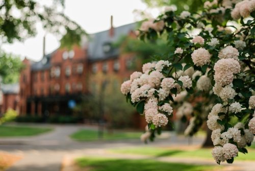 Pink blooms on campus