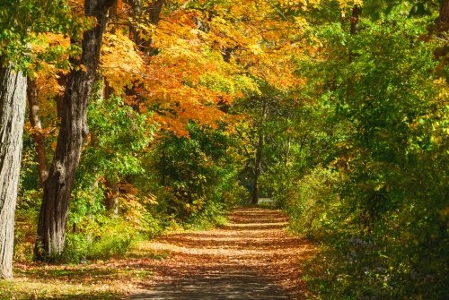 Fall trail, with orange leaves covering the ground, on the Mount Holyoke campus in the fall of 2024. Photo by Max Wilhelm.