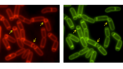 Microscope image showing a Bacillus subtilis