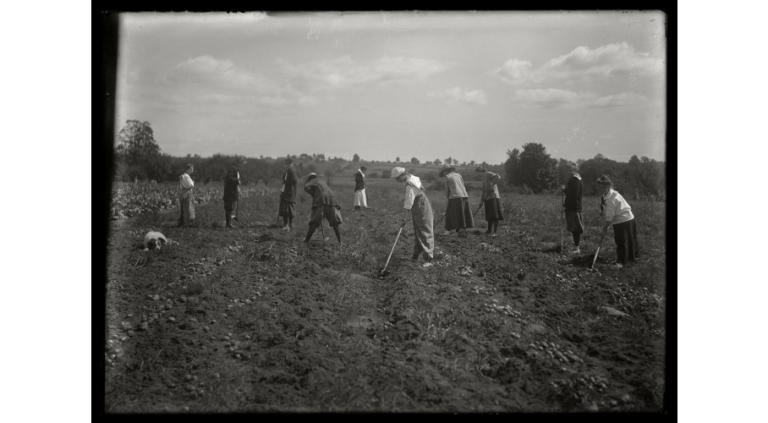 Farmerettes, hoeing a field, 1918